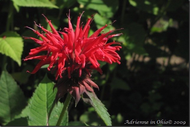 monarda red