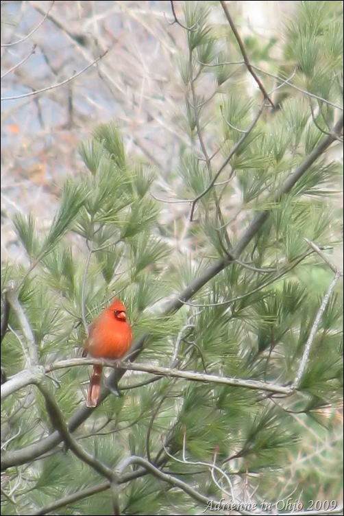 cardinal in white pine tree - photo by Adrienne in OHio