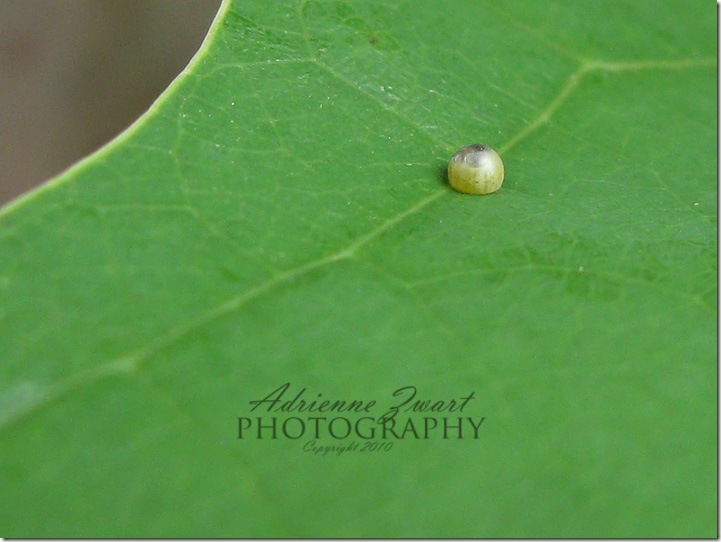 butterfly egg on leaf