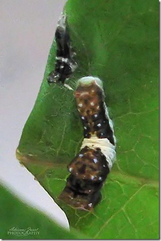 black and white caterpillar and molted skin - photo by Adrienne Zwart