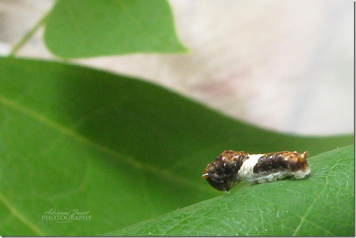 swallowtail aka bird poop caterpillar - photo by Adrienne Zwart