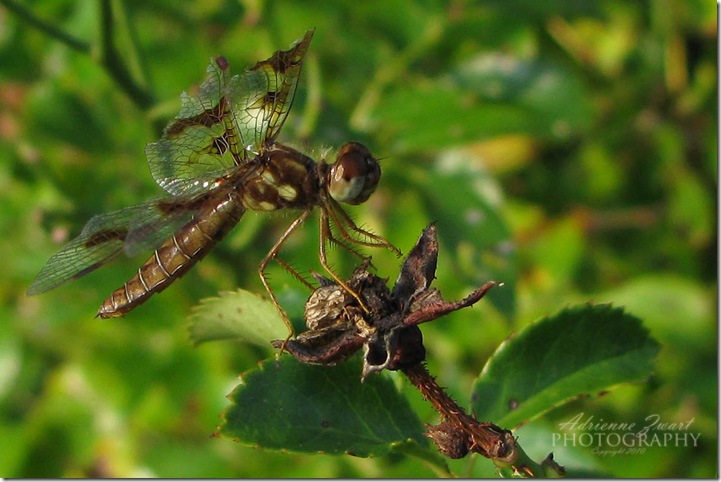 brown and green dragonfly photo by Adrienne Zwart