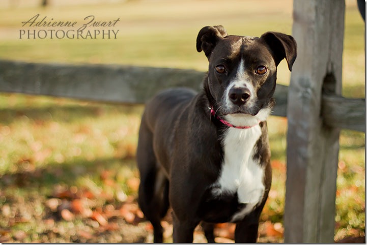 black and white dog pet photography by Adrienne Zwart