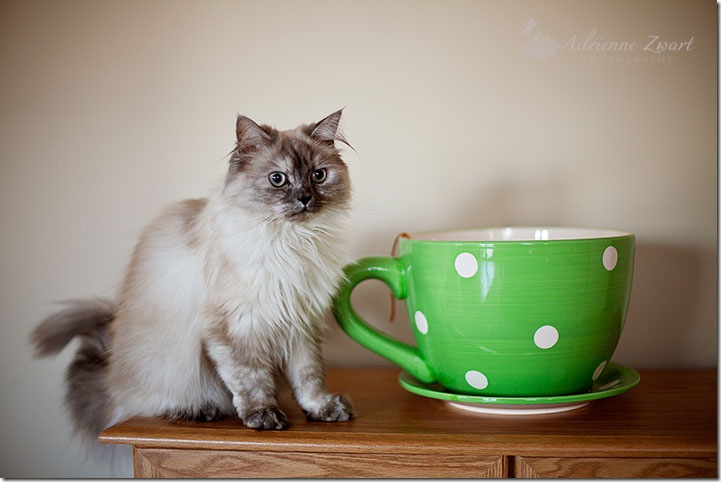 cat next to giant teacup