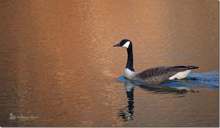 Canada Goose at Sunset