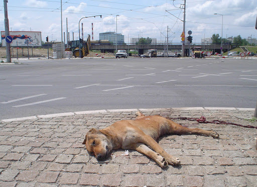 beograd_zgazeno_kuce1.JPG