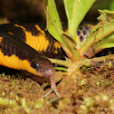 Large Scaled Shield Tail Snake