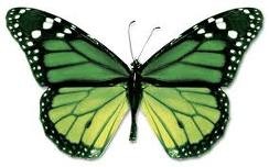 [butterfly green[9].jpg]