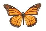 [butterfly monarch[7].jpg]