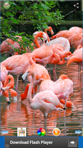 Flamingo Wallpapers