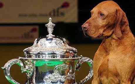 Winner of Best In Show at Crufts 2010, Gundog declared Yogi