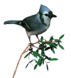 blue_jay_bush_md_wht.png