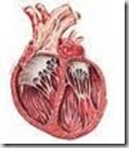 miocardiopatia-dilatativa