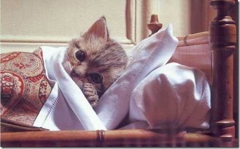 cat-in-bed