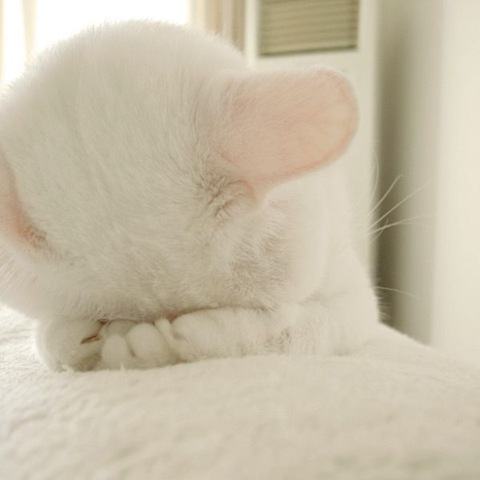 [white-cat[5].jpg]
