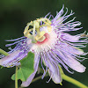 Purple Passionflower (Maypop)