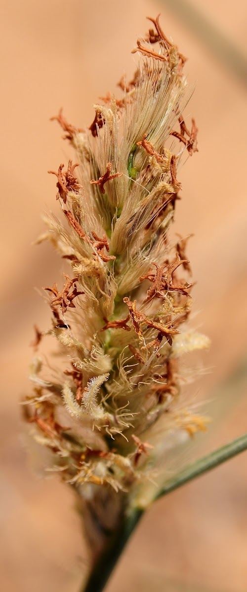 Grass - Poaceae; Arabic name: sabth, haad, makhadir
