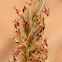 Grass - Poaceae; Arabic name: sabth, haad, makhadir