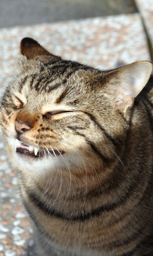 Smiley cat smiling Live WP