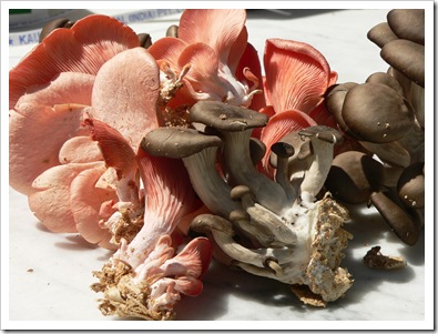 Pearl & chocolate oyster mushrooms