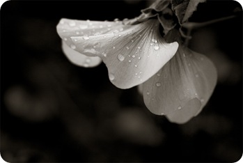 aún golpeada por la lluvia sigues siendo flor