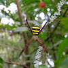 cross spider, garden spider