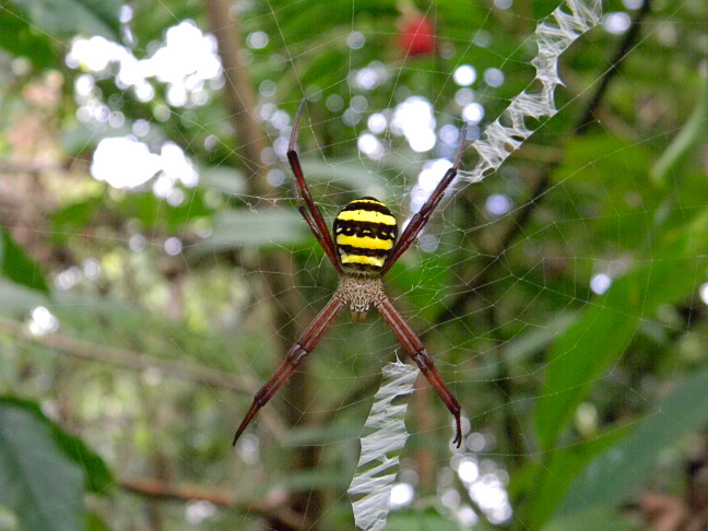 cross spider, garden spider