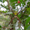 cross spider, garden spider