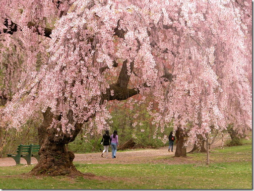 Cerejeira em Flor: beleza que tem cheiro