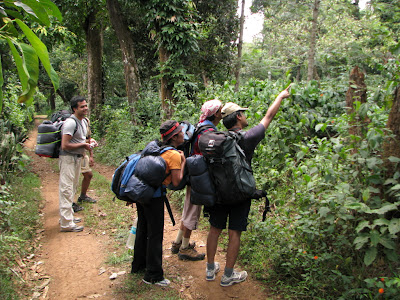 Looking for blue toothed hornbill (a.k.a common myna)