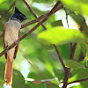 The Asian Paradise Flycatcher ( Female)