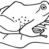 RANAS Y LAGARTOS-20.JPG