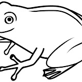 RANAS Y LAGARTOS-22.JPG