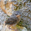 Sardinian Warbler/Curruca cabecinegra