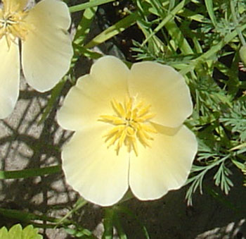 flower tattoo