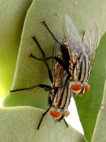 [moscas in love (4)[4].jpg]