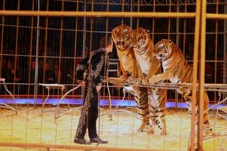 [Circus Tiger[12].jpg]