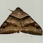 Noctuidae Moth