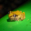 Pygmy Robber Frog
