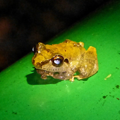 Pygmy Robber Frog