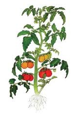 Tomate planta Tomate planta