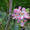 Apple flower