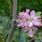 Apple flower