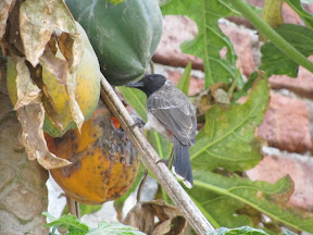 IMG_0619-2011-02-12-12-47.JPG