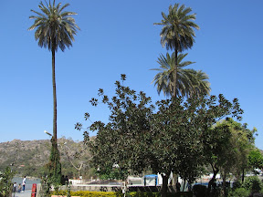 IMG_1474-2011-02-23-11-17.JPG