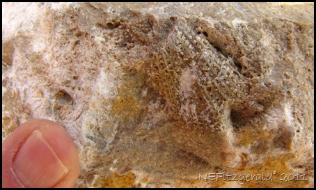 Bryozoan (2)
