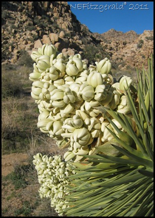 YuccaInBloom_ JoshuaTreeNP