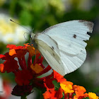 Cabbage White