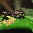 Ponerinae ants
