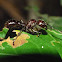 Ponerinae ants